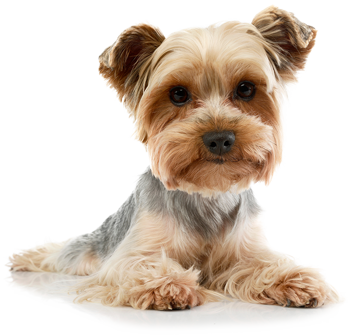 A short-haired Yorkshire Terrier.